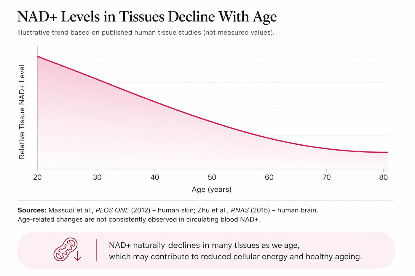 How NAD+ Supports<br>Your Body